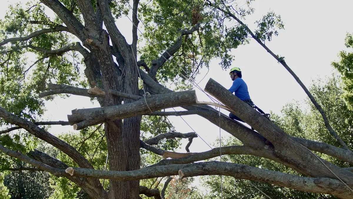 Professional Crown Thinning performed by certified arborists in Raynham